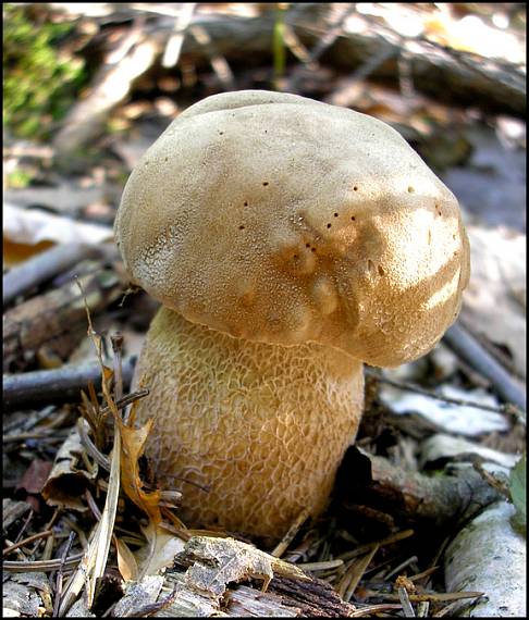 hríb dubový Boletus reticulatus Schaeff.