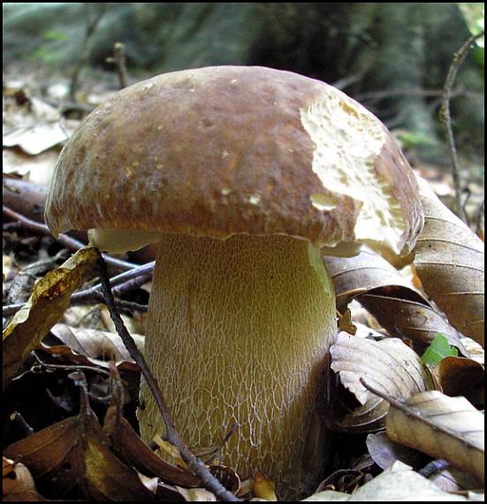 hríb dubový Boletus reticulatus Schaeff.