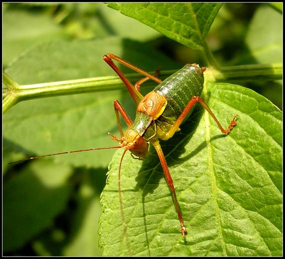 kobylka - larva