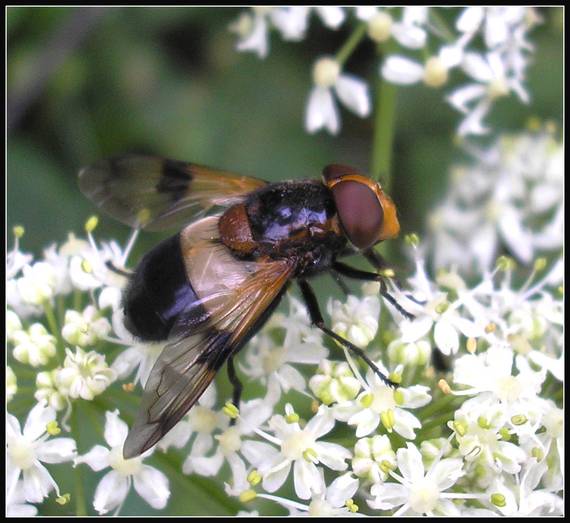 pestrica priesvitná Volucella pellucens