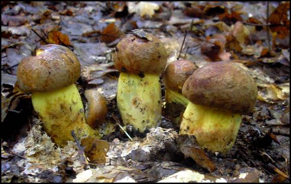 hríb príveskatý Butyriboletus appendiculatus (Schaeff. ex Fr.) Secr.