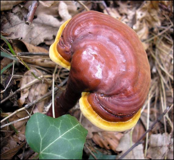 lesklokôrovka obyčajná Ganoderma lucidum (Curtis) P. Karst.