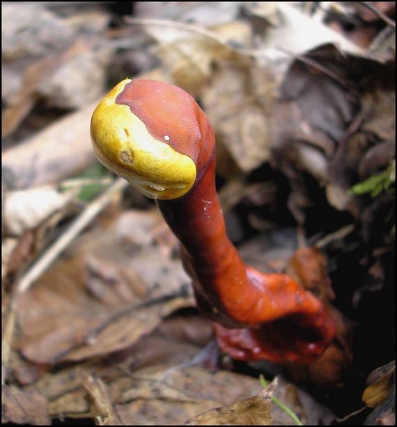 lesklokôrovka obyčajná Ganoderma lucidum (Curtis) P. Karst.