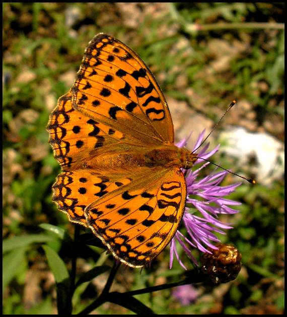 perlovec fialkový Argynnis adippe