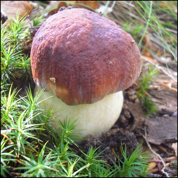 hríb sosnový Boletus pinophilus Pil. et Dermek in Pil.