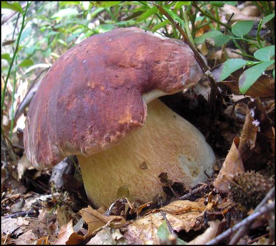 hríb sosnový Boletus pinophilus Pil. et Dermek in Pil.