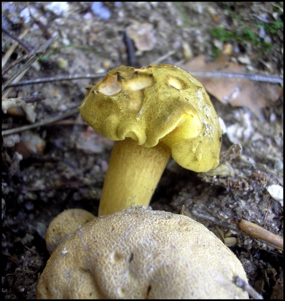 suchohríb cudzopasný Pseudoboletus parasiticus (Bull.) Šutara