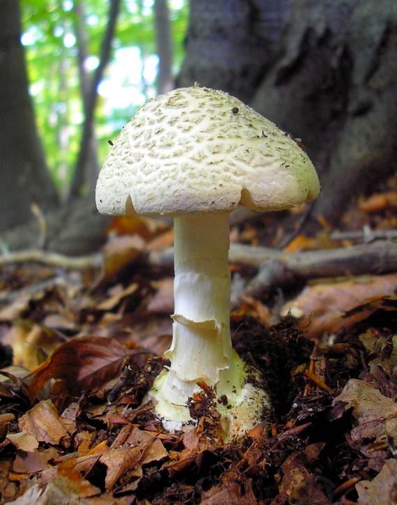 muchotrávka citrónovožltá Amanita citrina Pers.