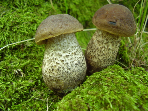 kozák hrabový Leccinum pseudoscabrum (Kallenb.) Šutara