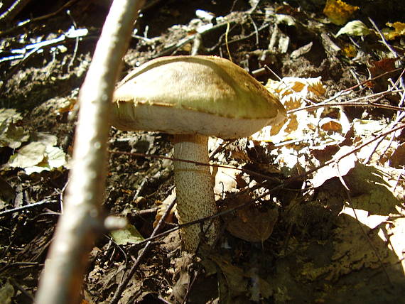 kozák hrabový Leccinum pseudoscabrum (Kallenb.) Šutara