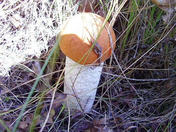 kozák osikový Leccinum albostipitatum den Bakker & Noordel.