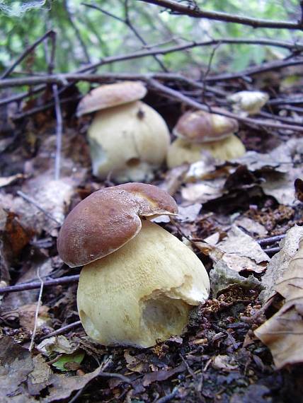 hríby Boletus sp.