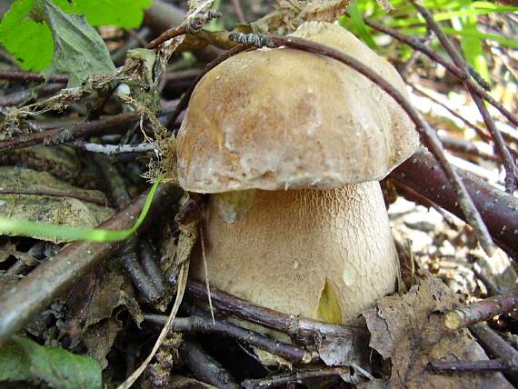 hríb Boletus sp.