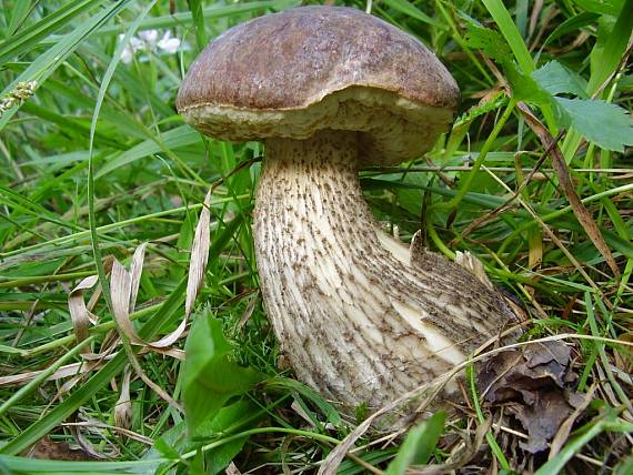 kozák Leccinum sp.