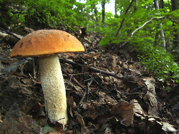 kozák osikový Leccinum albostipitatum den Bakker & Noordel.