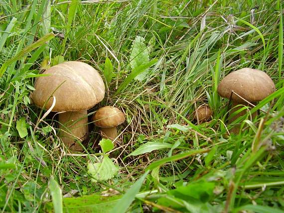 hríb dubový Boletus reticulatus Schaeff.