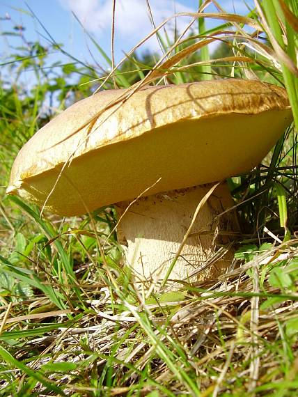 hríb Boletus sp.