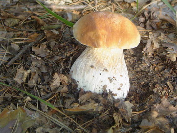 hríb Boletus sp.