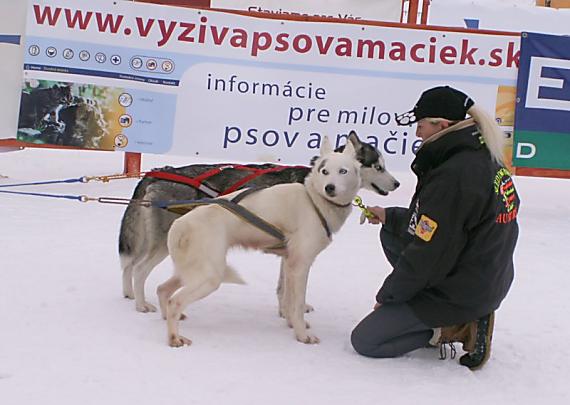 pred štartom.