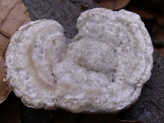 trúdnikovec chlpatý Trametes hirsuta (Wulfen) Lloyd