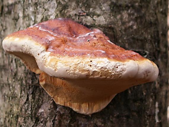 práchnovček pásikavý Fomitopsis pinicola (Sw.) P. Karst.