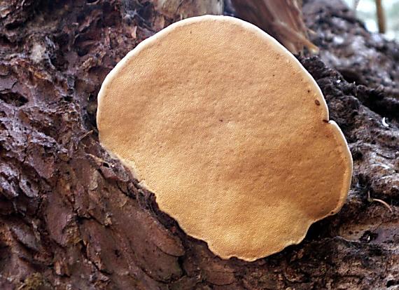 práchnovček pásikavý Fomitopsis pinicola (Sw.) P. Karst.