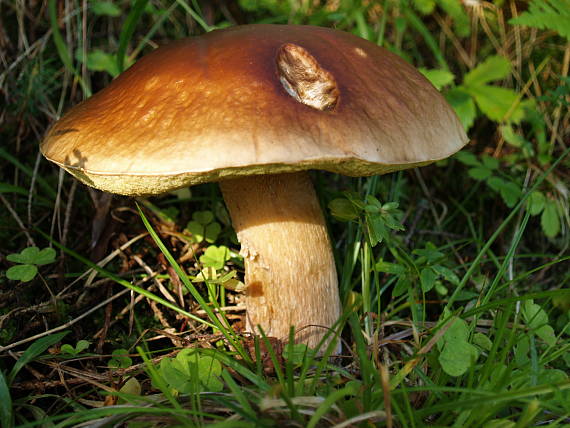 hríb smrekový Boletus edulis Bull.