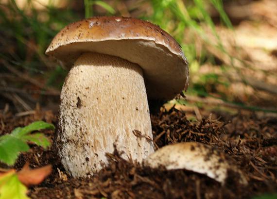 hríb smrekový Boletus edulis Bull.