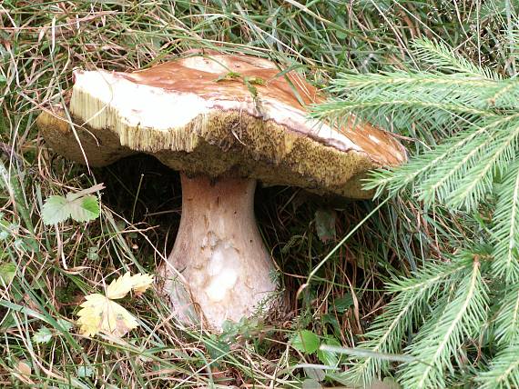 hríb smrekový Boletus edulis Bull.