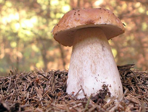 hríb smrekový Boletus edulis Bull.