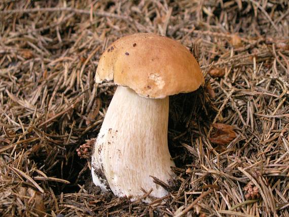 hríb smrekový Boletus edulis Bull.