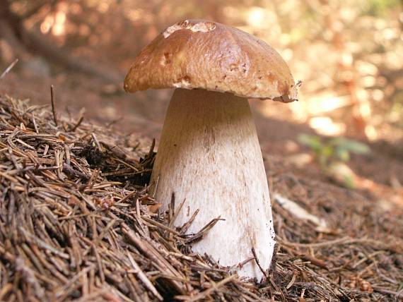 hríb smrekový Boletus edulis Bull.