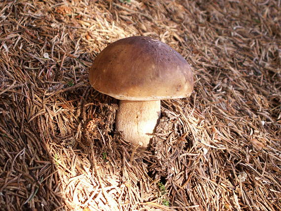 hríb smrekový Boletus edulis Bull.