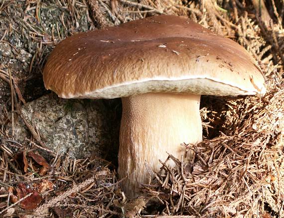 hríb smrekový Boletus edulis Bull.