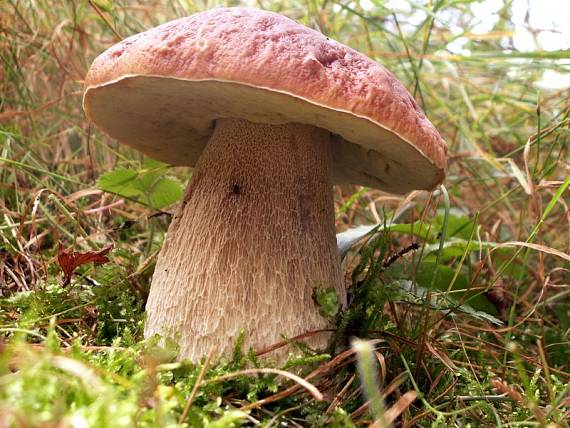 hríb smrekový Boletus edulis Bull.