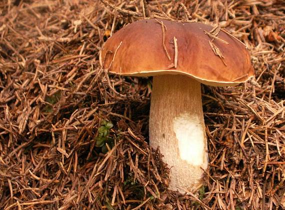 hríb smrekový Boletus edulis Bull.