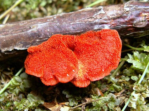 červenica rumelková Pycnoporus cinnabarinus (Jacq.) P. Karst.