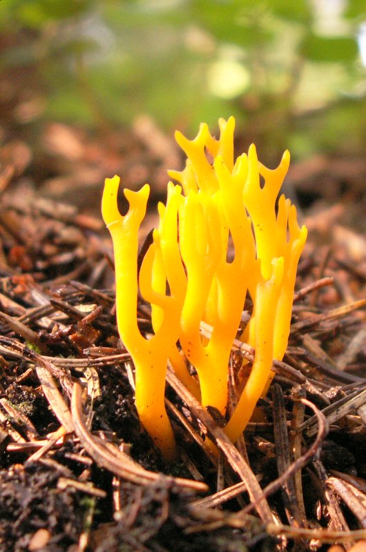 parôžkovec lepkavý Calocera viscosa (Pers.) Fr.