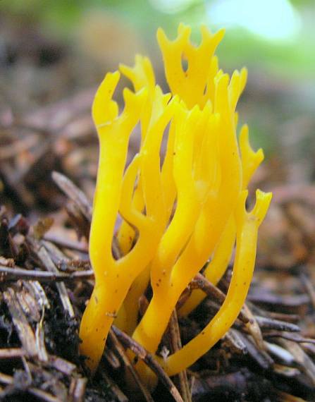 parôžkovec lepkavý Calocera viscosa (Pers.) Fr.