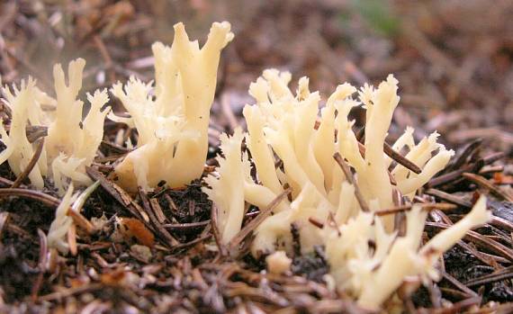 konárovka hrebenitá Clavulina coralloides (L.) J. Schröt.