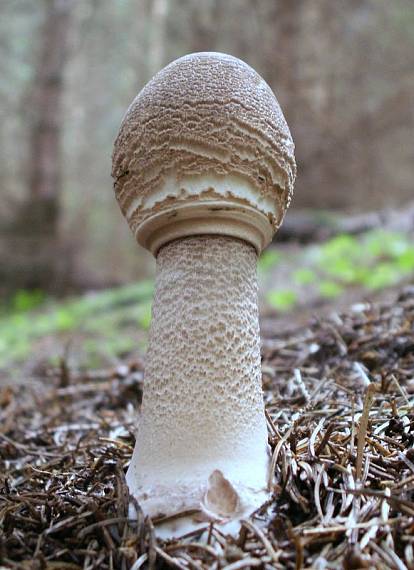 bedľa vysoká Macrolepiota procera (Scop.) Singer