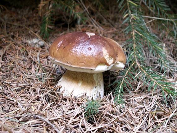 hríb smrekový Boletus edulis Bull.