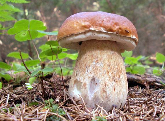 hríb smrekový Boletus edulis Bull.