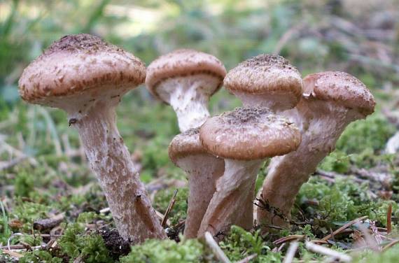 podpňovka tmavá Armillaria ostoyae (Romagn.) Herink