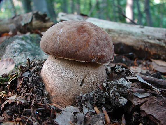 hríb Boletus sp.