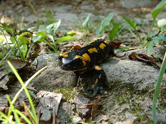 salamandra škvrnitá