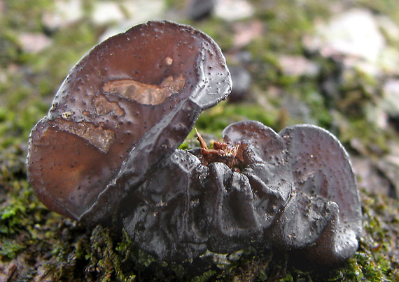 tmavorôsolovec mušľovitý Exidia truncata Fr.