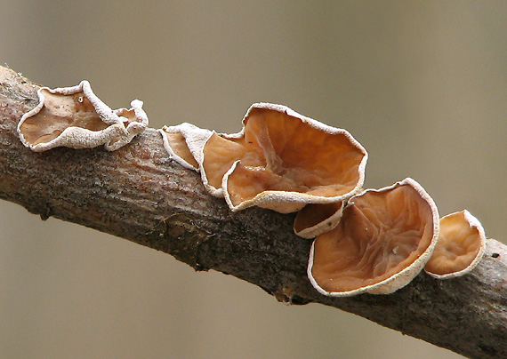 škľabka plstnatá Schizophyllum amplum (Lév.) Nakasone