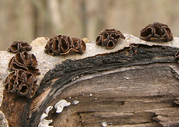 dutinovka lužná Sclerencoelia fascicularis (Alb. & Schwein.) P. Karst.