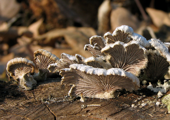 klanolupeňovka obyčajná Schizophyllum commune Fr.